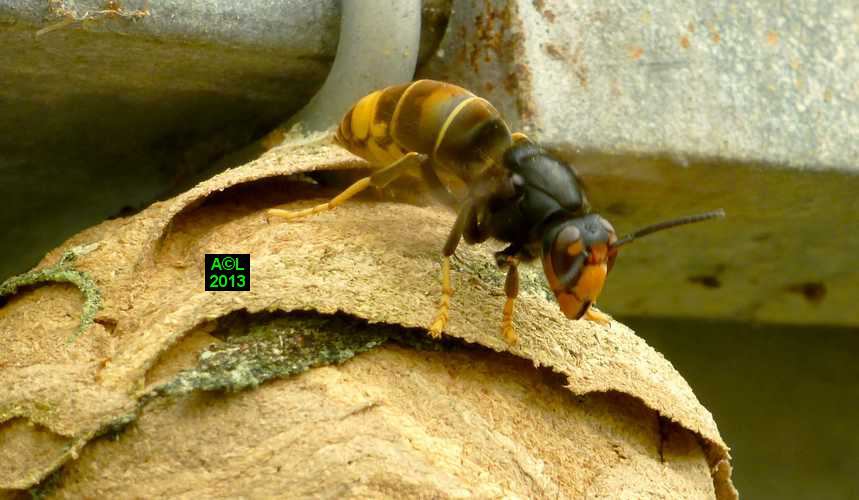Le frelon asiatique (Vespa velutina), biologie, morphologie — free download